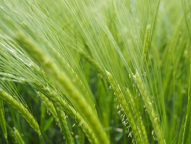 水稻潜在产量估算方法